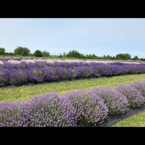 Meet your Posher, Marcela